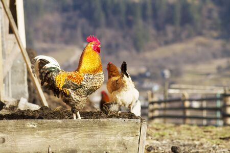 Mountain village in Carpathians beautiful bird walk around the yard on the background of nature in spring. chicken eggs are more nutritious, if the chicken is fed organic natural foodの写真素材