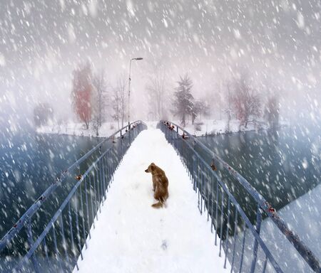 After the blizzard foggy morning silhouettes of trees and pedestrian bridges over the icy lake under snow covered trees in the background of the cold urban park dog on the bridge Ivano-Frankovsk in Ukraineの写真素材