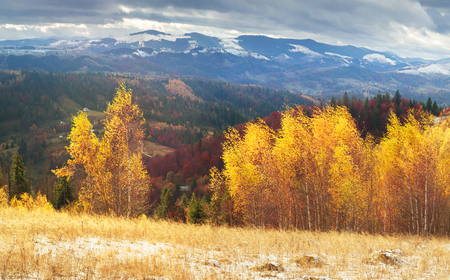 Cold autumn in the Carpathians. Bright colors after snow blizzard is very beautiful scenic, beech, birch and pine forests on the slopes of Sokilsky background mountains at dawn
Â  sunsetの写真素材