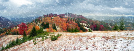 Cold autumn in the Carpathians. Bright colors after snow blizzard is very beautiful scenic, beech, birch and pine forests on the slopes of Sokilsky background mountains at dawn
Â  sunsetの写真素材