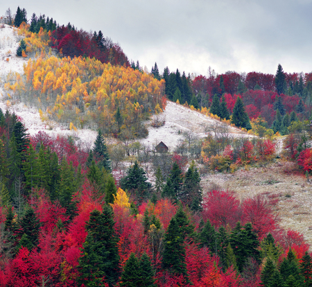 Cold autumn in Carpathian village. Bright colors after a snowfall blizzard is very beautiful scenic, beech, birch and pine forests and Hutsul houses on background ridge slopes Sokilskyの写真素材