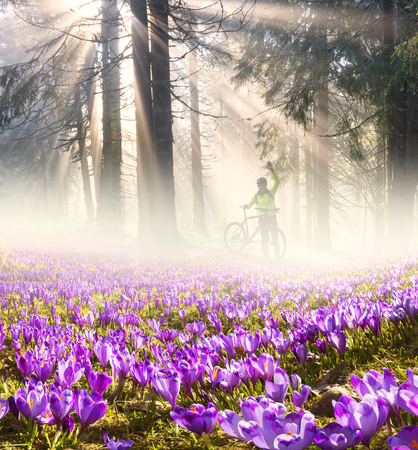 Flowers in the sun on a background of dawn forests of Ukraine are very beautiful in a gentle haze of fog. Warm summer spring morning in the misty magic rays of sunrise in Carpathiansの写真素材