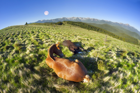 Montenegrin ridge, Goverla graze their horses in the early spring on the Kostrych valley between Verkhovyna and Vorokhta. For the summer stallions freely graze in the mountains of Ukraineの写真素材