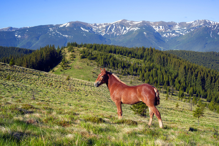 Montenegrin ridge, Goverla graze their horses in the early spring on the Kostrych valley between Verkhovyna and Vorokhta. For the summer stallions freely graze in the mountains of Ukraineの写真素材