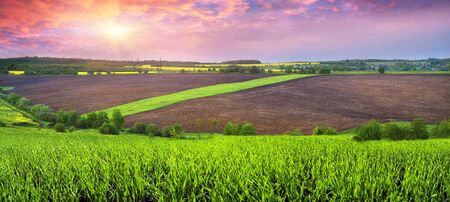 gentle morning in the rapeseed fields, Ukraine. Symbolic colors  yellow-blue like the flag of the...