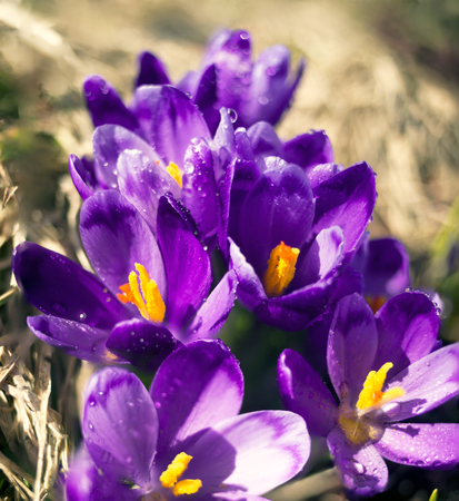 A gentle plant of saffron crocus in the Carpathians in the cold a large height of the sheep cow pasture Gutsulov against the background of a beautiful blur of the grass bokehの写真素材