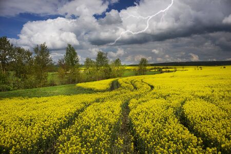 gentle morning in the rapeseed fields, Ukraine. Symbolic colors  yellow-blue like the flag of the...