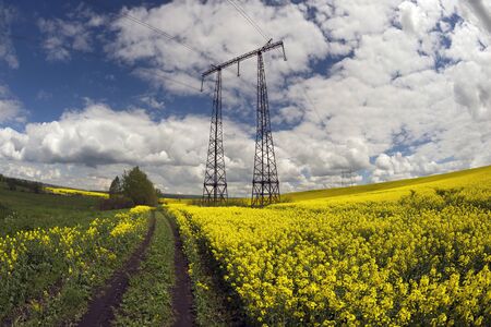 A gentle morning in the rapeseed fields, Ukraine. Symbolic colors are yellow-blue like the flag of the country, golden and heavenly. Power transmission line from power station high-voltageの写真素材