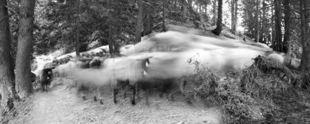 An old film black-and-white image shepherds graze cattle among the panorama of wild forests  fields of the Carpathians. Sheep provide wool, milk  meat. Sheep on a large photographic exposureの写真素材