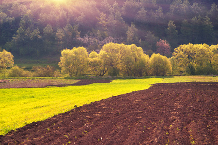 Spring Ukraine peasants cultivate the land of artistic compositions of fragments of land in  hills and arable land fresh greens of wheat germination crops on a background of flowering plant treesの写真素材