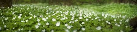 Spring and summer in the wild forests of Europe, a lot of fresh herbs and delicate fragrant flowers Anemones against a background of tall trees and clean air sign of good environmentalの写真素材