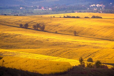 A gentle morning in the rapeseed fields, Ukraine. Symbolic colors are yellow-blue like the flag of the country, golden and heavenly. The old Soviet highway to the mountains of the Carpathiansの写真素材
