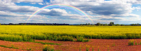 gentle morning in the rapeseed fields, Ukraine. Symbolic colors  yellow-blue like the flag of the country, golden and heavenly. Clouds over the picturesque area gather before the stormの写真素材