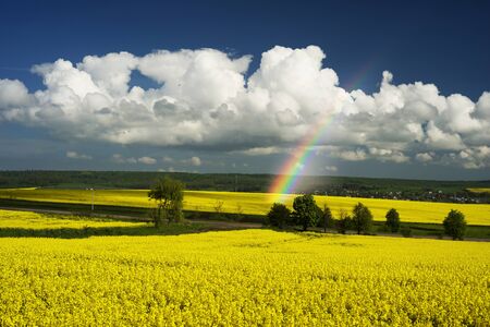 gentle morning in the rapeseed fields, Ukraine. Symbolic colors  yellow-blue like the flag of the country, golden and heavenly. Clouds over the picturesque area gather before the stormの写真素材