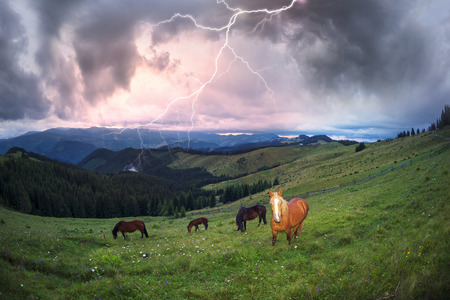 Over the village Verkhovyna Ivano-Frankivsk region in the mountains of Chernogora graze free horses of Ukrainian mountaineers - Hutsul. A thunder storm is coming with lightning  thunderの写真素材