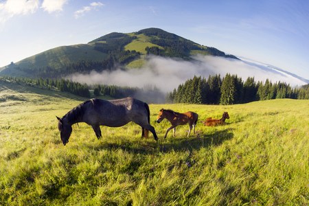 The foal drinks the milk of the mother of the mare against the background of the sea of fog and the herd of the wild horses of the Ukrainian mountaineers - the Hutsuls graze at largeの写真素材