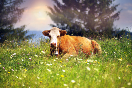 Over the village Verkhovyna Ivano-Frankivsk region in the mountains graze dairy cows of Ukrainian mountaineers - Hutsul Gutsul. They are left for the whole summer in alpine meadowsの写真素材