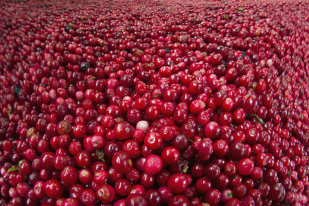 Fresh tasty useful berry with natural antibacterial properties from mountain carpets of the Carpathians, with an acid bitter taste, with vitamin C, is consumed in the confectionery businessの写真素材