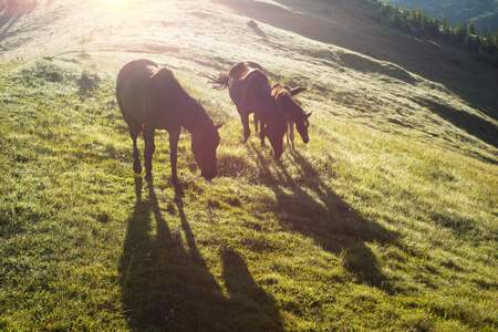 The foal drinks the milk of the mother of the mare against the background of the sea of fog and the herd of the wild horses of the Ukrainian mountaineers - the Hutsuls graze at largeの写真素材