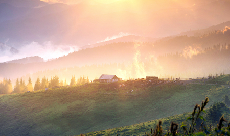 After the rain, the green pastures in the Alpine zone in the Carpathians are covered with a sea of fog and the herds of wild horses of the Ukrainian mountaineers the Hutsuls graze at largeの写真素材