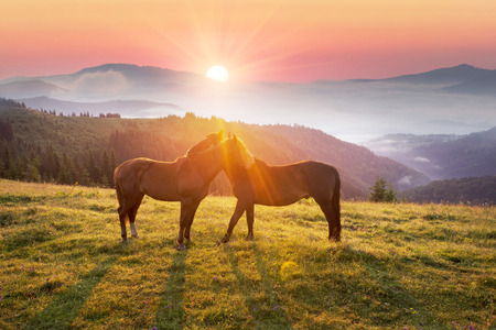 After the rain, the green pastures in the Alpine zone in the Carpathians are covered with a sea of fog and the herds of wild horses of the Ukrainian mountaineers the Hutsuls graze at largeの写真素材
