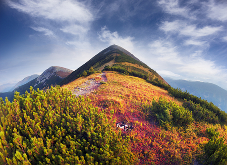 In the Ukrainian Carpathians, the wildest area is the burial mounds, the highest peak of Syvula. In autumn, red leaves of blueberries and cowberries adorn the mountain alpine landscapeの写真素材