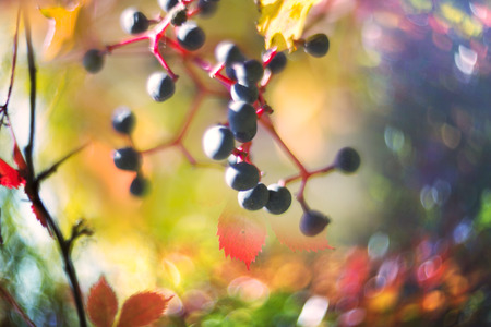 Autumn in Europe covers the slopes with a picturesque decorative carpet of grapes and other leaves against the wild wild forest. The picture of the object gives a rare beauty of the sideの写真素材