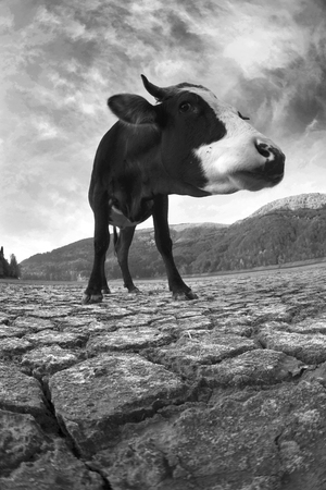 Dry autumn Olshanskoye reservoir with a hungry cow in the Carpathians symbolizes the ecological catastrophe nature of the planet as a result of the predatory use of natural resourcesの写真素材