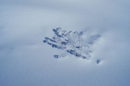 Gentle grass blades of snow with frosty January snow and sunlight draws the original delicate...