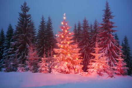 night in the Ukrainian Carpathians, on New Year's golden spruce, with a haze of golden light shine in fog with spectacular light effects Wild forest with Christmas tree after a snow storm  blizzardの写真素材