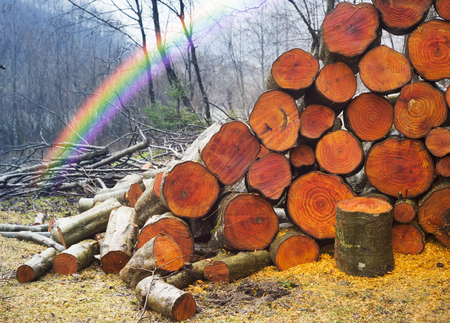 Misty and smoky rainy weather in the Carpathian forest against the backdrop of a log of alder...