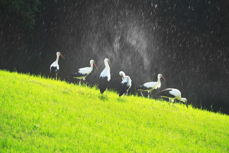 On the Carpathian pastures on the lush grass against the backdrop of wild forests walking, looking for food and a married couple free beautiful birds - storks, symbols of love peace fidelityの写真素材