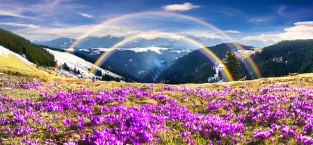 Ukraine, wild Montenegrin Mountains on the background of alpine sheep pasture in early spring in March, covered with a thick carpet of lush fantastically beautiful flowers pervotsvetov- crocus, saffronの写真素材