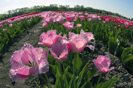Ukraine, Chernivtsi, April 6, 2015: The field in the village Mamaivtsi, with Dutch varieties tyulpanov- one of the first in Ukraine has become landmark in the region, growing beautiful flowersのeditorial素材