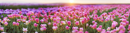 The field in the village Mamaivtsi, with Dutch varieties tyulpanov- one of the first in Ukraine has...