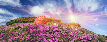 Spring trip in the Carpathians among alpine flowers with a steep mountain bike Ukraine and a bright tent for high-altitude climbing in background of the wild beautiful nature forest meadowの写真素材