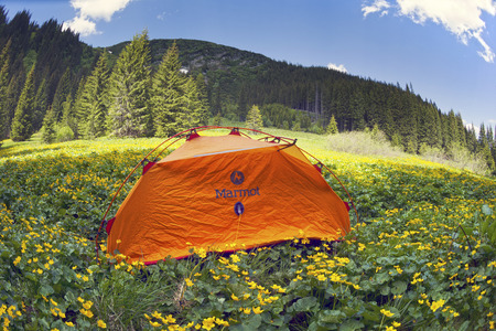 Ukraine, Vorokhta - May 30, 2018: Spring trip in the Carpathians among alpine flowers with a steep...
