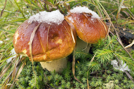The first snow and frost and the most delicious mountain forest wild mushrooms are a joy for the tourist in the Carpathians, Ukraine. Useful nutritious natural protein for health in a hikeの写真素材