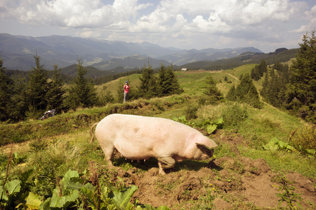 a journey in the Carpathians, Ukraine, near the village of Verkhovyna mountains an amazing meeting-instead of the usual sheep, horse or cow, we see a pasty pink pigの写真素材