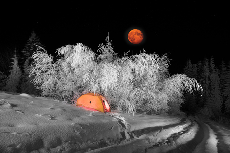 Severe frost in the mountains, frost and ice on the branches and beautiful art lighting creates a New Year's mood under the starry sky of the Galaxy on the Alpine fields in the Carpathians, Ukraineの写真素材