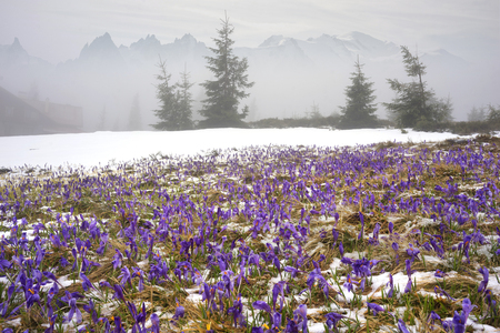 Sharp Alpine peaks with snow and glaciers soar above the spring meadows, where crocuses bloom saffron; delicate fragrant spring primrosesの写真素材