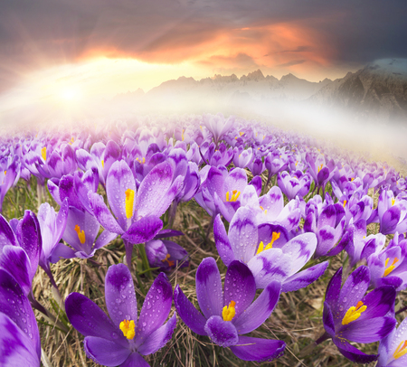 Sharp Alpine peaks with snow and glaciers soar above the spring meadows, where crocuses bloom saffron; delicate fragrant spring primrosesの写真素材
