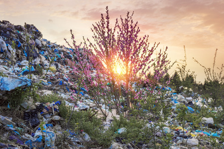 In Europe, a huge trash can, a beautiful sakura tree with delicate pink flowers has grown. A...