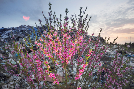 In Europe, a huge trash can, a beautiful sakura tree with delicate pink flowers has grown. A wonderful symbol of the victory of life over corruption.のeditorial素材