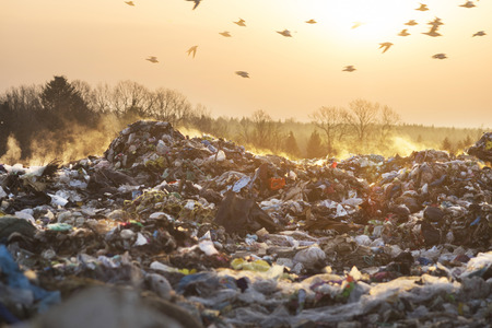 Sunrise on a huge trash can after a fire. Smoke and steam, poisonous gases and fumes escape from the waste of the city in the sunlight of dawn, harm the environment. Gulls over a pile of garbage.のeditorial素材