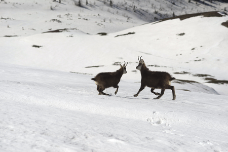 At an altitude of 2 kilometers among rare grass on the glaciers and snow fields in the Tatras, Poland wild mountain goats grazeの写真素材