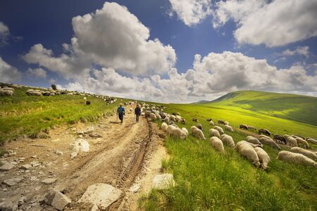 Ukraine, Yasinya, June 20, 2019: All summer mountain shepherds graze a huge flock of sheep in the...