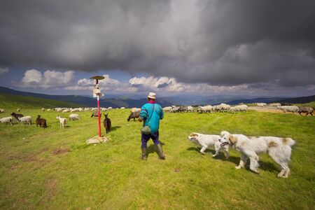 Ukraine, Yasinya, June 20, 2019: All summer mountain shepherds graze a huge flock of sheep in the...