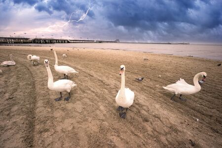 Poland, Sopot, 23. 05. 2019: The most famous object and attraction is the wooden sea mole (Molo), the longest in Europe. Beside him are people and swans on the beachの写真素材