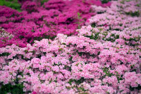 Landscaped arboretum in the town of Oliwa near Gdansk, with an abundance of beautiful flowers and trees, bushes, landscape designの写真素材